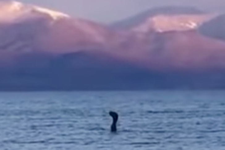 Misteriosa creatura