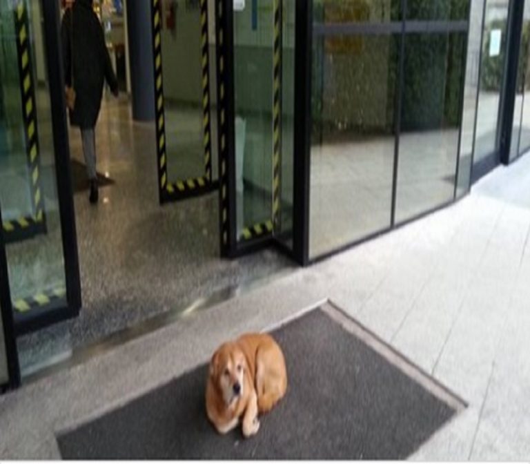 cane Leo Cane