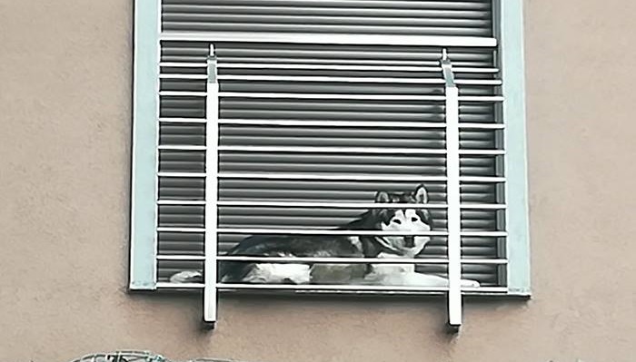 maltrattamento animali maltrattamento animali