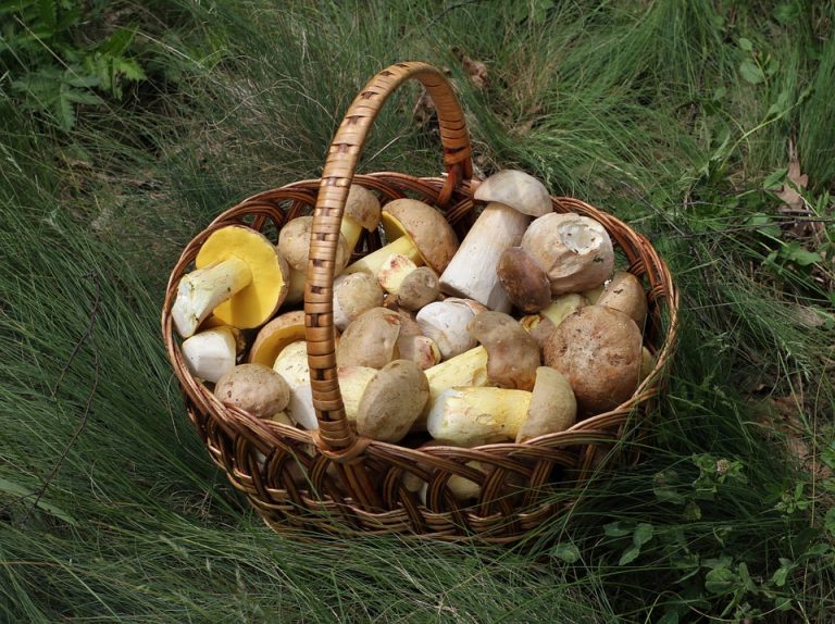 FUNGHI.