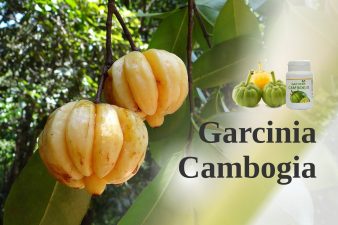 GARCINIA CAMBOGIA.