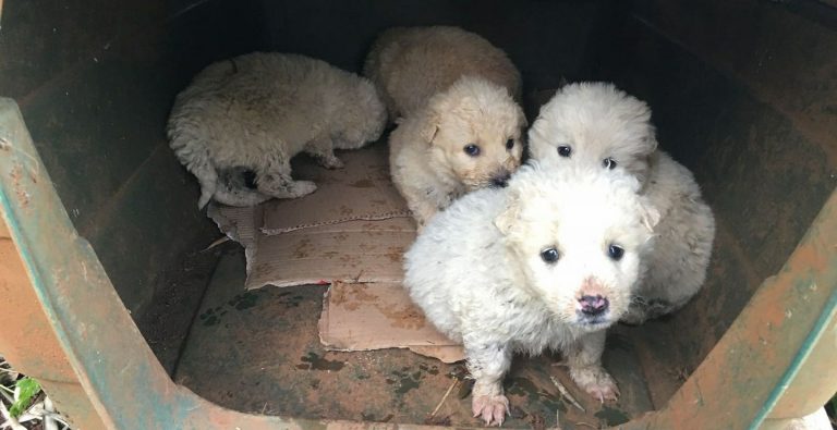 cuccioli