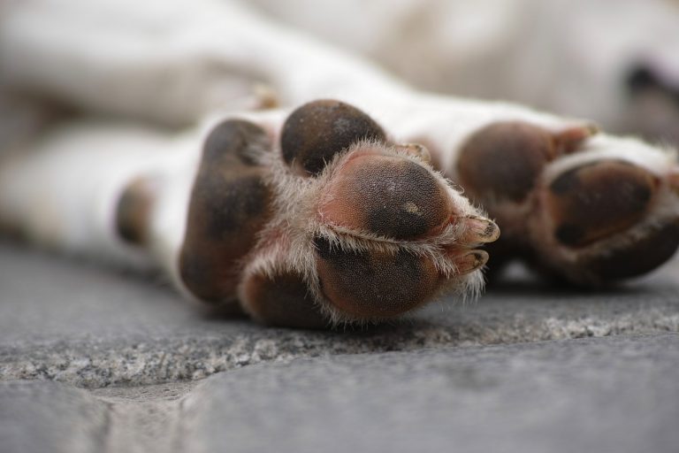 dog cremazione