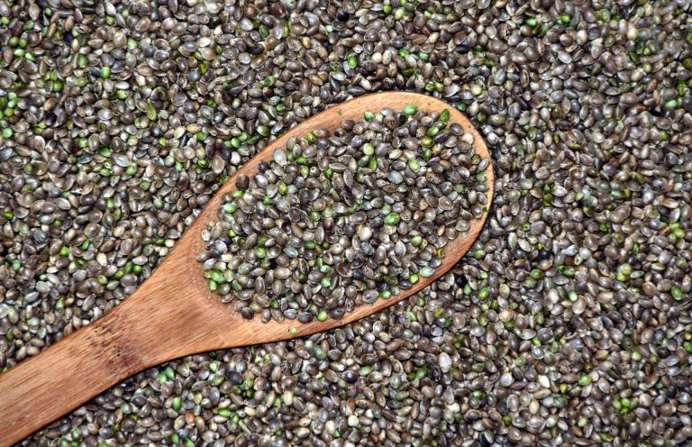 Semi di canapa: le proprietà nutrizionali Semi di canapa: le proprietà nutrizionali