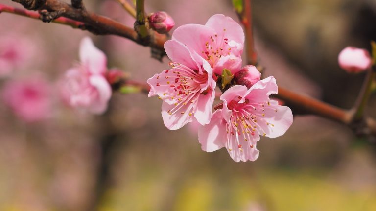 nature equinozio di primavera