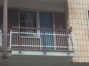 uccide la moglie