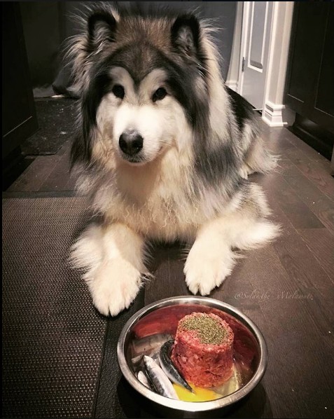 Alaskan Malamute