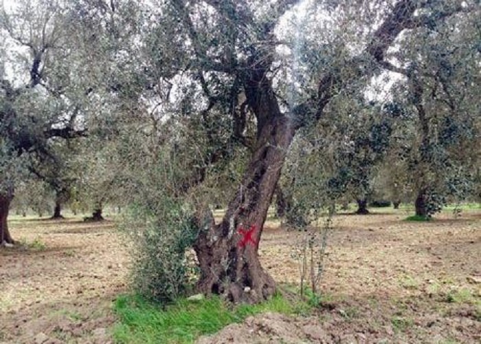 Ulivo affetto da Xylella