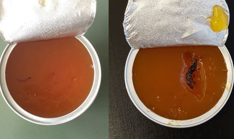 Vermi nella marmellata Milano