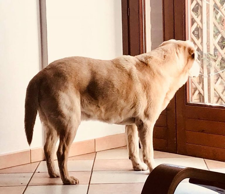 cane