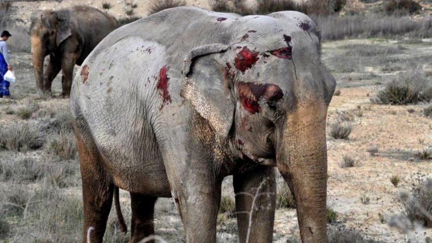 elefante circo