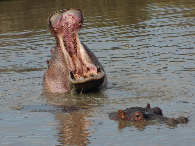 ippopotamo