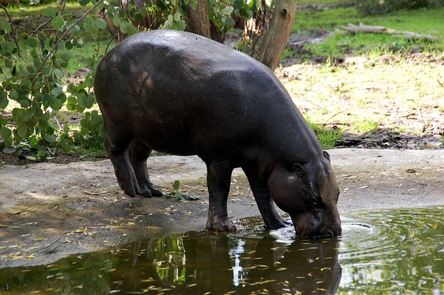 ippopotamo