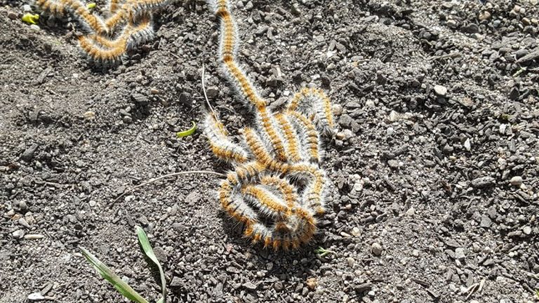 Processionaria del pino