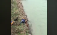 Il video del salvataggio del pitbull