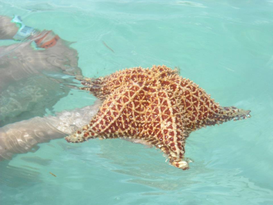 Stella Marina