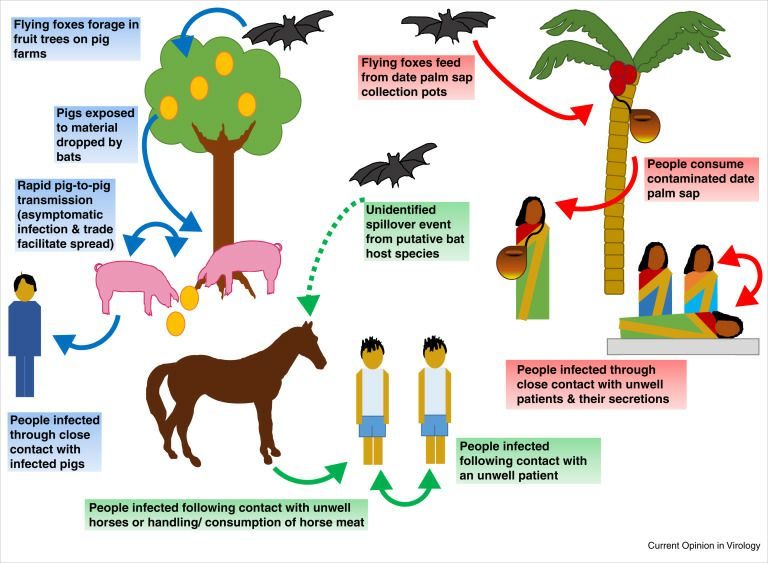 Virus Nipah Virus Nipah