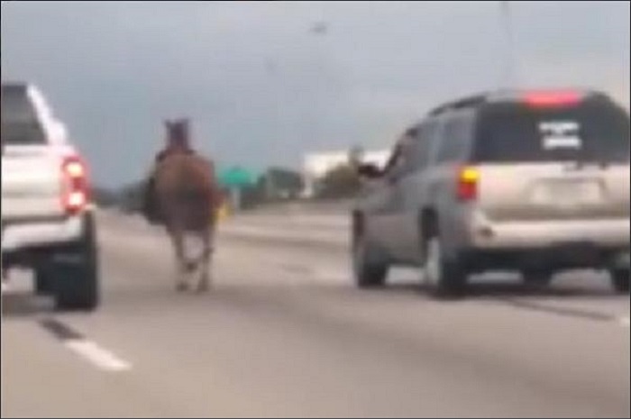 cavallo cavallo