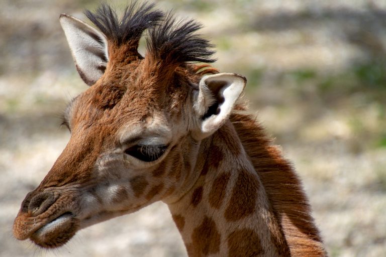 giraffe