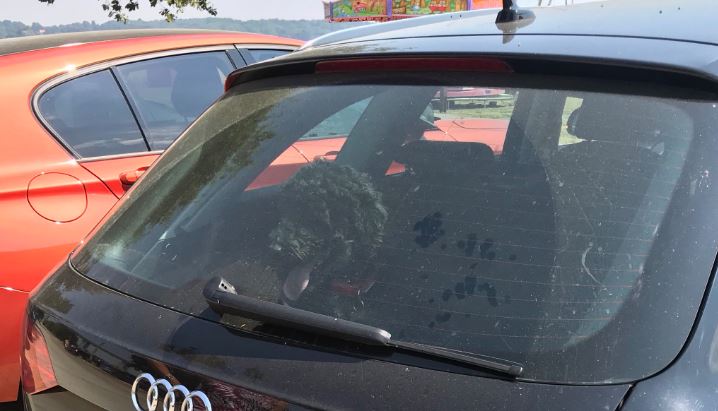 Cane abbandonato in auto: morto per asfissia
