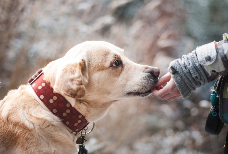 Cane premiato dal padrone in fase di apprendimento di comandi