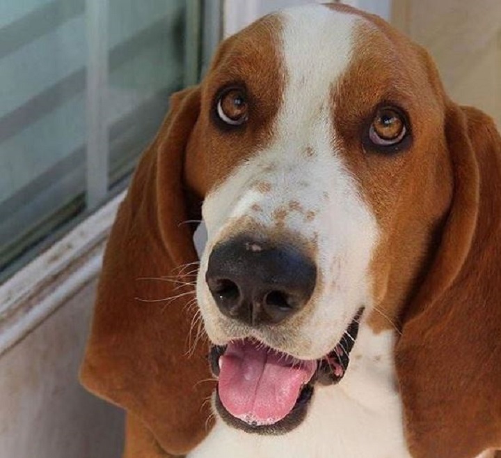 basset hound basset hound