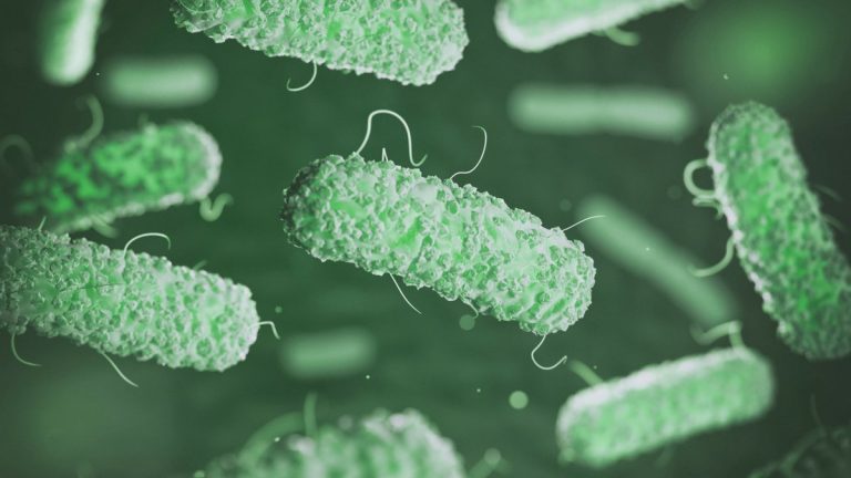 batterio legionella