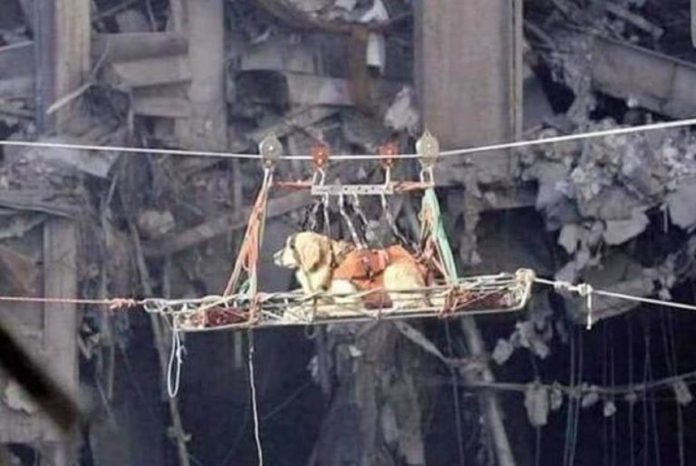 Genova, estratto vivo un cane dalle macerie Genova, estratto vivo un cane dalle macerie