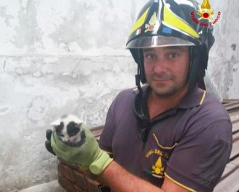 Un vigile del fuoco con il gattino trovato sotto il ponte Morandi