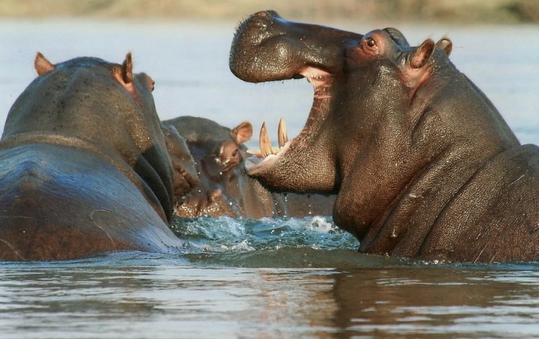 ingoiata viva da un ippopotamo