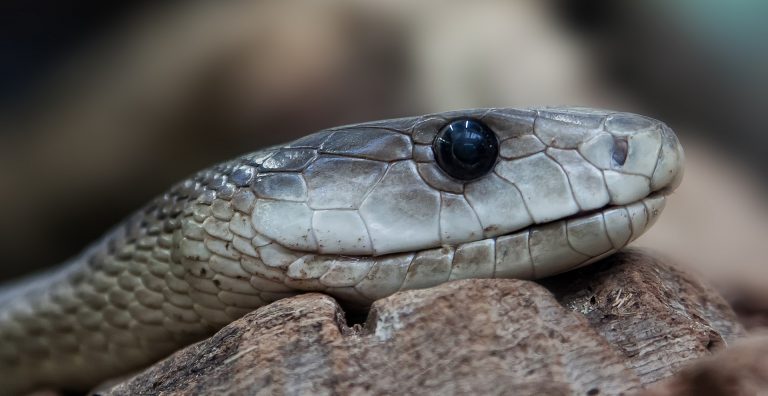 morso da vipera