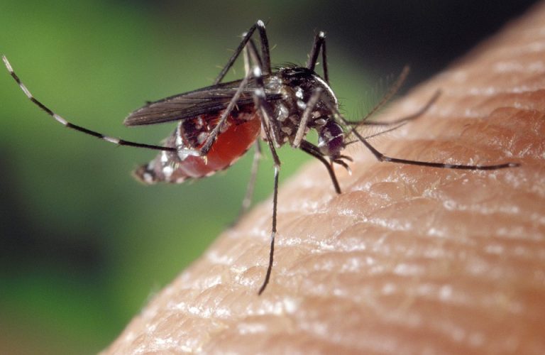 Virus Nilo, un'altra vittima