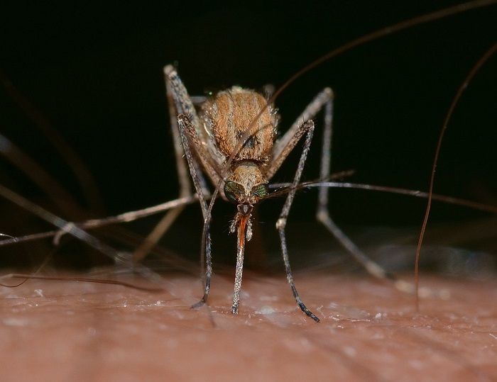 West Nile Virus