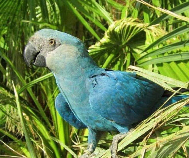 Ara di Spix