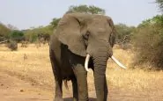 Massacro elefanti