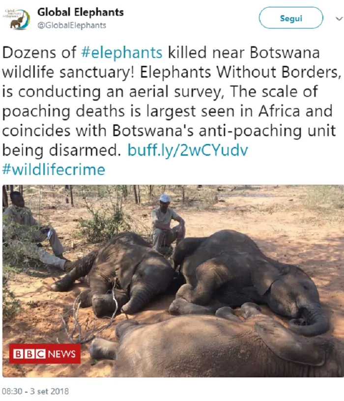 Massacro elefanti