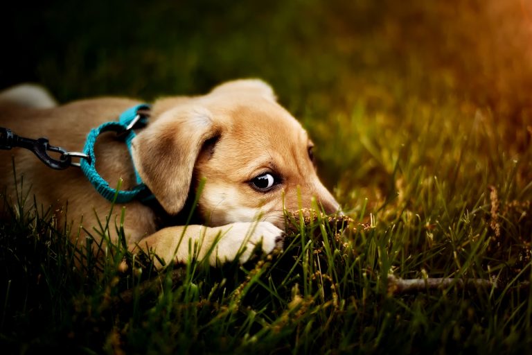 Uccide un cane a calci: su Facebook appello per trovarlo