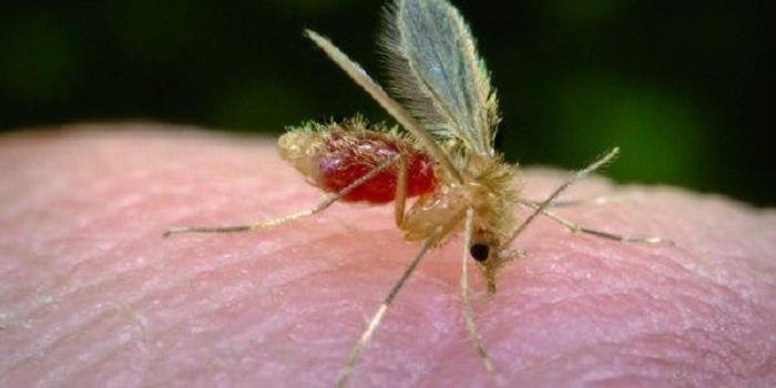 Flebotomi