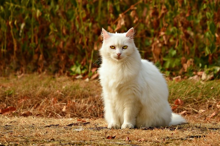 gatti