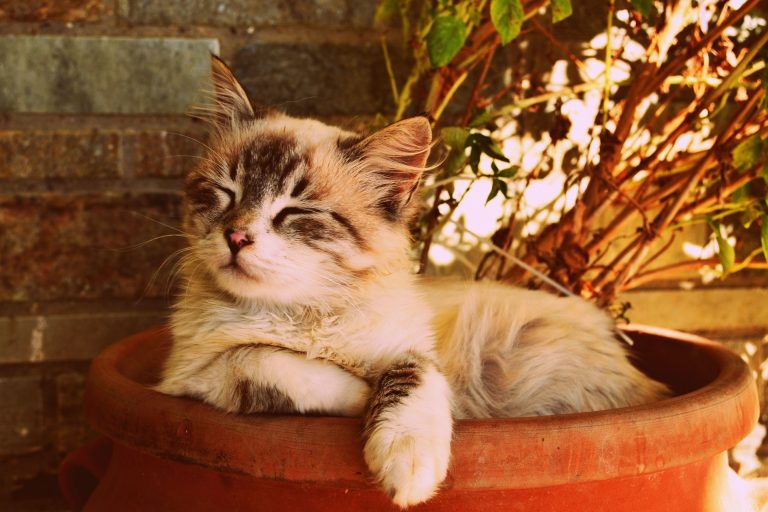 Ricerca: "I gatti per animali domestici allungano la vita"