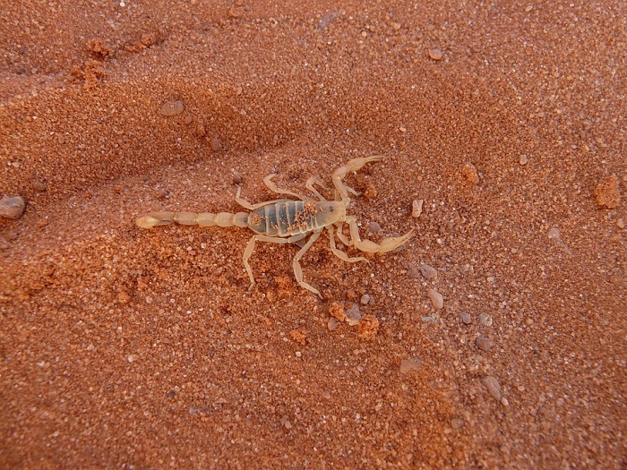 scorpione