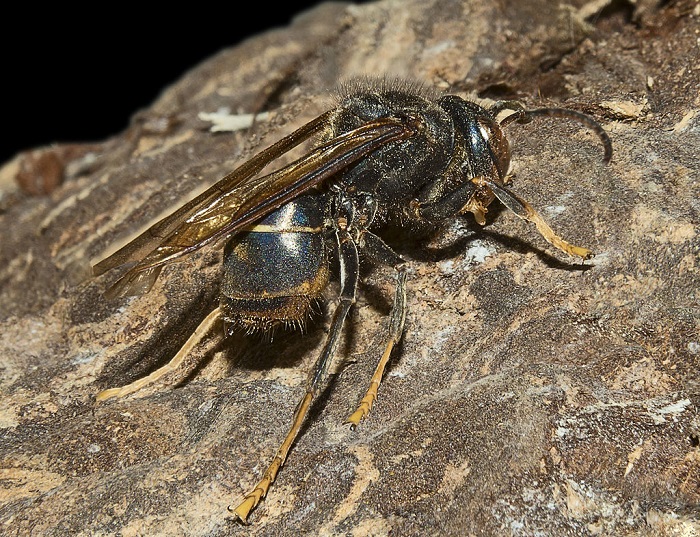 calabrone asiatico