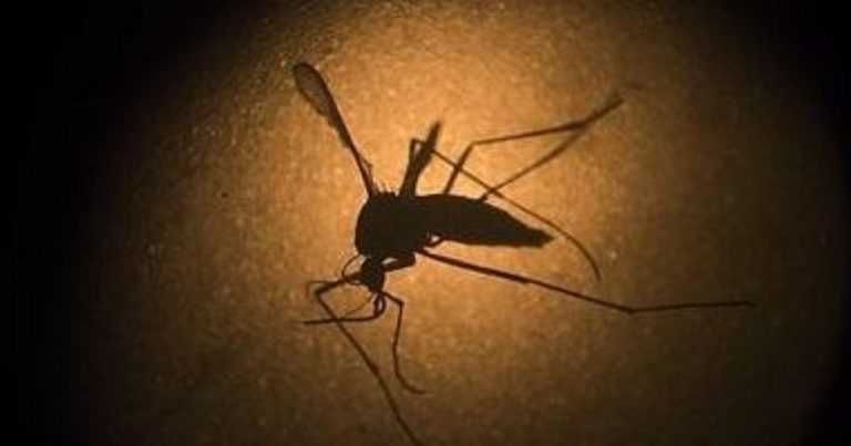 Ricerca: "Niente più malaria, si cambia Dna alle zanzare"
