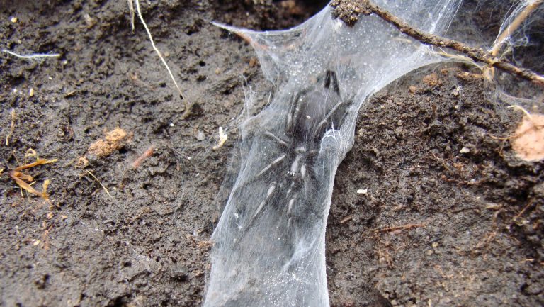Macrothele calpeiana ragno