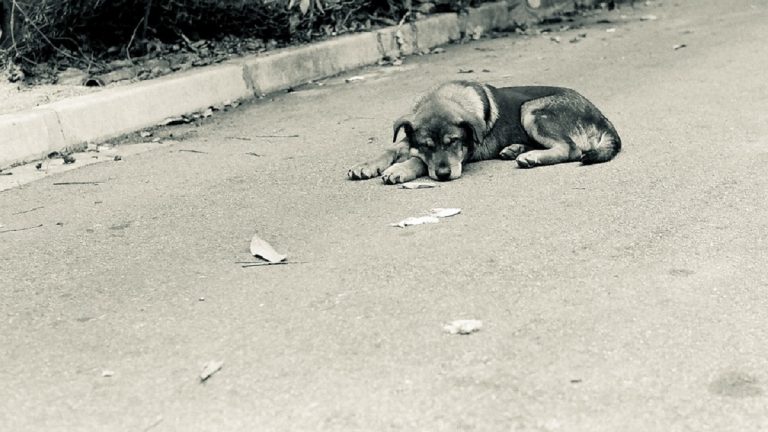 cane abbandonato soppresso condanna padrone