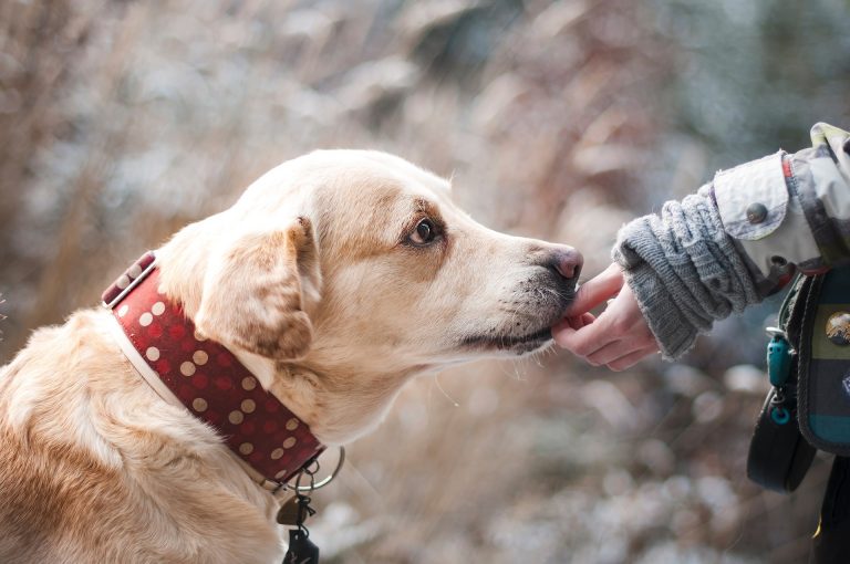 Fino a 300 euro all'anno a chi adotta un cane randagio