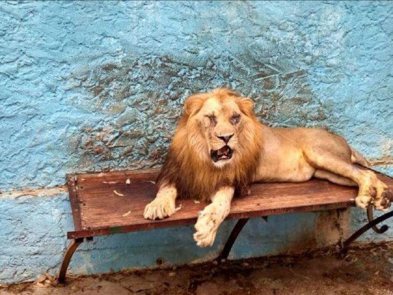 zoo albania