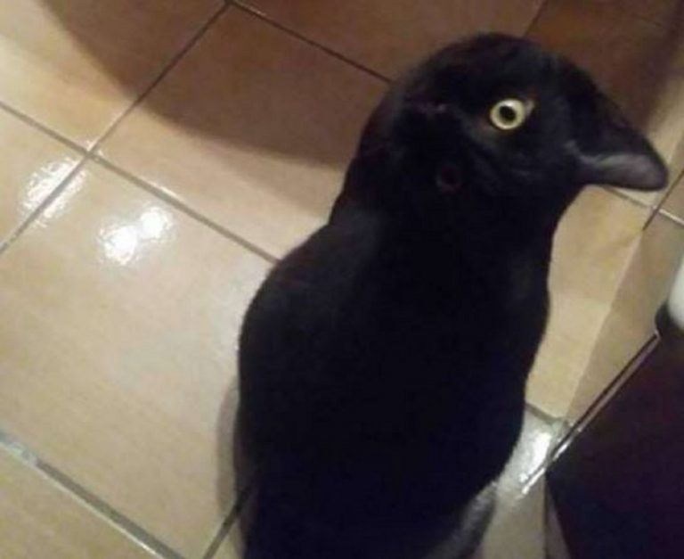 Sembra un uccello, ma è tutta un'illusione ottica