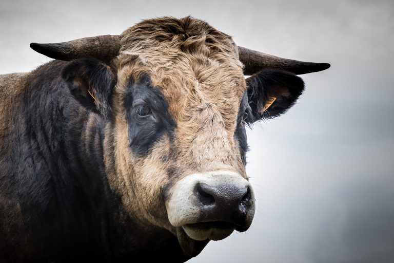toro