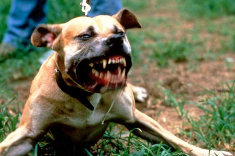 Pitbull attaccano anziano, muore dopo 6 giorni